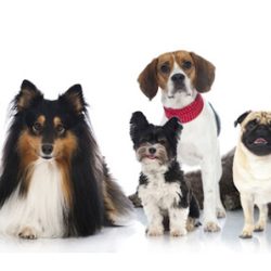 Negocio Beauty Bath & Dip Dog Grooming (Tiendas de mascotas en Laredo)