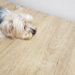 Negocio C & C Veterinary Services (Veterinarias en Laredo)
