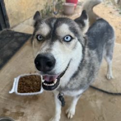 Negocio City Of Laredo Animal Care Services (Veterinarias en Laredo)
