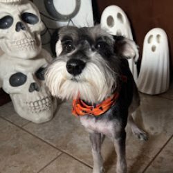 Negocio Dog House Pet Grooming (Tiendas de mascotas en Laredo)
