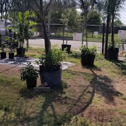 Negocio G & G Garden Center (Jardineros en Laredo)