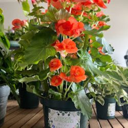 Negocio Indoor Gardens Plant Shop (Jardineros en Laredo)