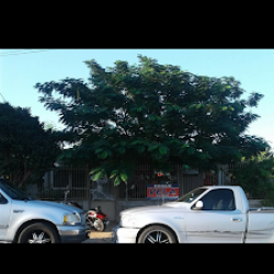 Negocio Jazmin's Fade Shop (Peluquerias en Laredo)