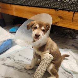 Negocio Laredo Animal Clinic (Veterinarias en Laredo)