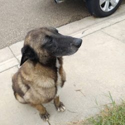 Negocio Laredo Animal Control Services (Paseadores de perros en Laredo)