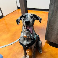 Negocio Laredo Pet Vet Pc (Veterinarias en Laredo)