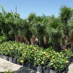Negocio Lg Nursery & Landscaping (Mantenimiento de jardines en Laredo)