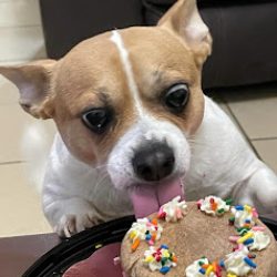 Negocio Oh My Dog! Pet Boutique (Tiendas de mascotas en Laredo)
