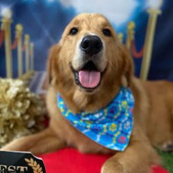Negocio Pawpurrazzi Professional Pet Grooming (Tiendas de mascotas en Laredo)
