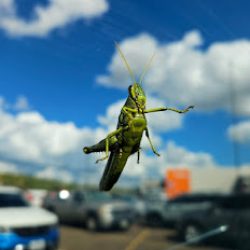 Negocio Pest Stop (Limpieza de casas en Laredo)