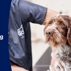 Negocio Petco Grooming (Tiendas de mascotas en Laredo)