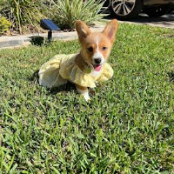 Negocio Pupperspaw (Tiendas de mascotas en Laredo)