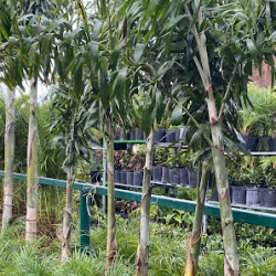 Negocio Roy's Palms Landscaping & Irrigation (Jardineros en Laredo)