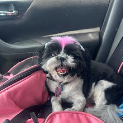 Negocio Top Class Pet Salon (Tiendas de mascotas en Laredo)