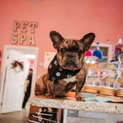 Negocio Woof Gang Bakery & Grooming Laredo (Tiendas de mascotas en Laredo)