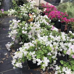 Negocio Yardart Garden Center (Jardineros en Laredo)